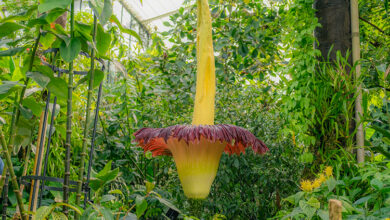 Londra'daki Kew Gardens Kraliyet Botanik Bahçesi’nde kötü kokusu sebebiyle ceset çiçeği olarak bilinen titan arum açtı.